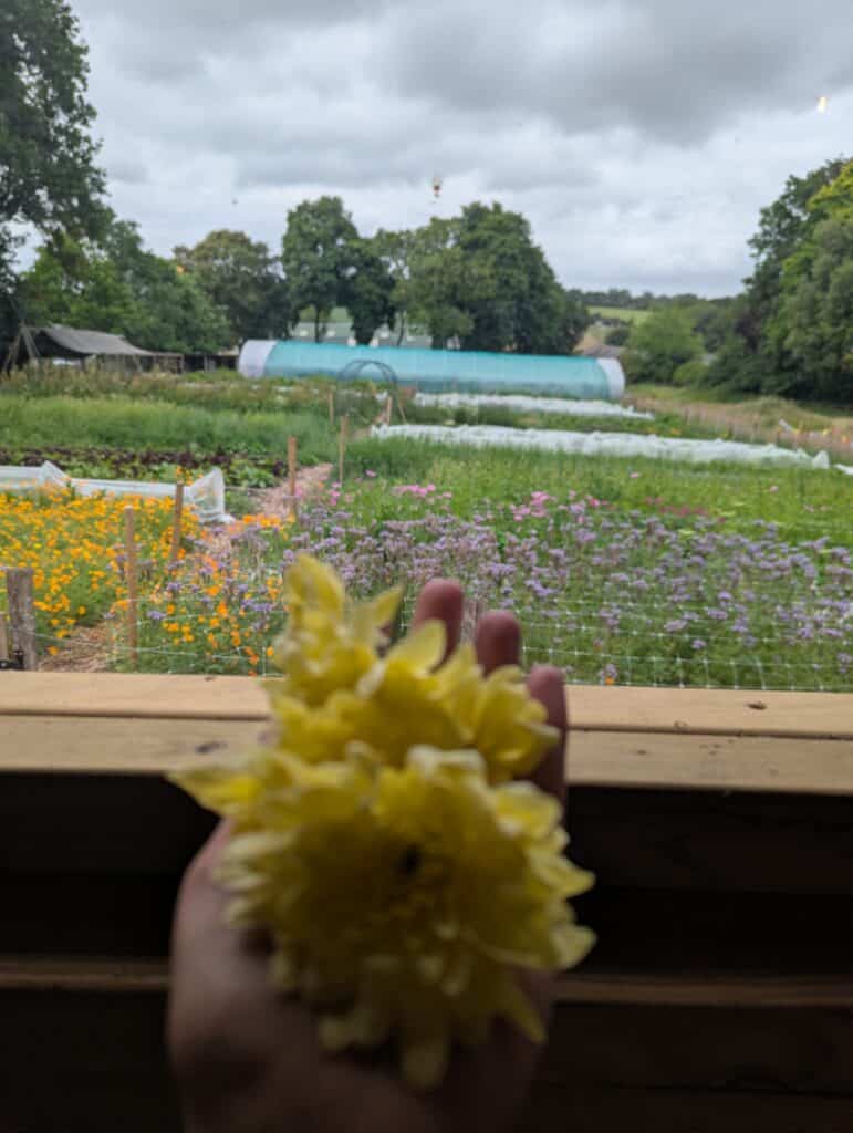 Return to Yourself yellow flowers